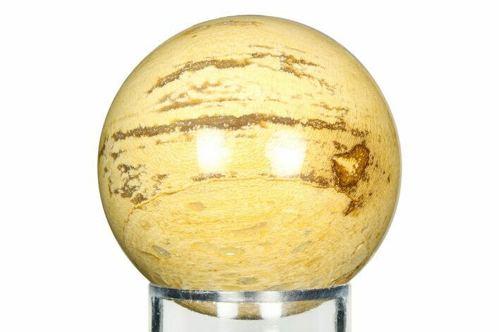 Petrified Wood (Tropical Hardwood) Sphere - Indonesia #309503